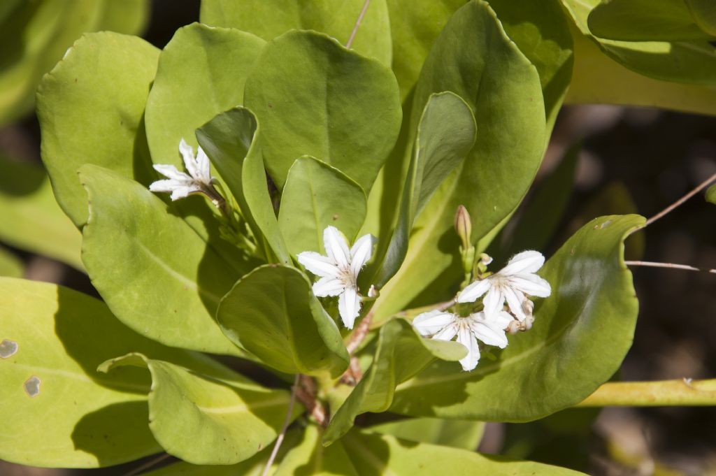 Flacourtia indica e Scaevola taccada - Mauritius